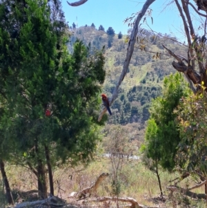 Platycercus elegans at Tuggeranong, ACT - 9 Oct 2023 09:47 AM