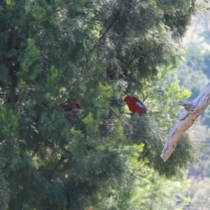 Platycercus elegans at Tuggeranong, ACT - 9 Oct 2023