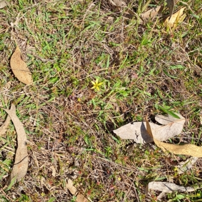 Arctotheca calendula (Capeweed, Cape Dandelion) at Wanniassa Hill - 8 Oct 2023 by LPadg