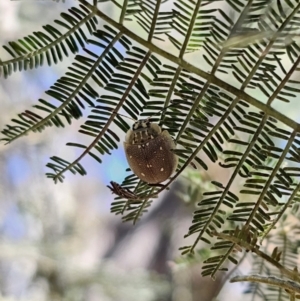 Paropsis aegrota at Captains Flat, NSW - 9 Oct 2023