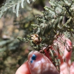 Paropsis aegrota at Captains Flat, NSW - 9 Oct 2023