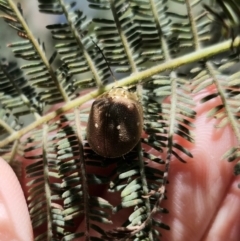 Paropsis aegrota at Captains Flat, NSW - 9 Oct 2023