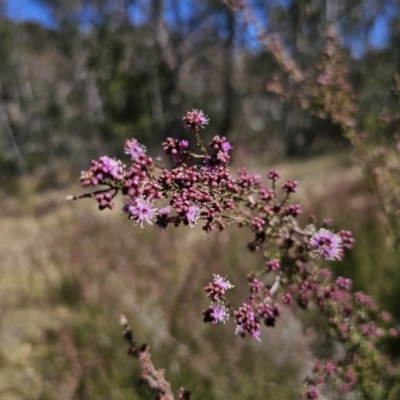 Kunzea parvifolia (Violet Kunzea) at Captains Flat, NSW - 9 Oct 2023 by Csteele4