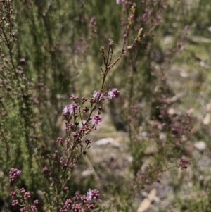 Kunzea parvifolia at Captains Flat, NSW - 9 Oct 2023