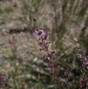 Kunzea parvifolia at Captains Flat, NSW - 9 Oct 2023