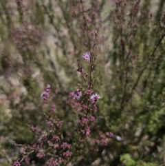 Kunzea parvifolia at Captains Flat, NSW - 9 Oct 2023