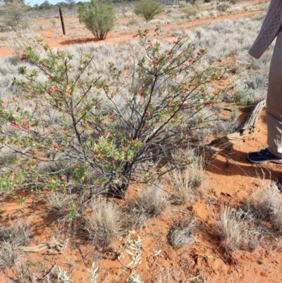 Eremophila latrobei (Crimson Turkey Bush) at Windorah, QLD - 28 Jul 2023 by LyndalT