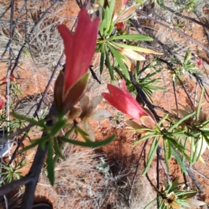 Eremophila latrobei at Windorah, QLD - 28 Jul 2023