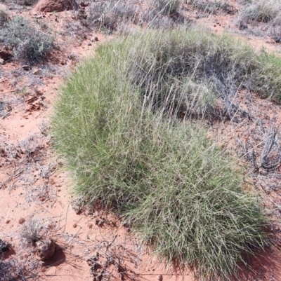 Triodia basedowii at Windorah, QLD - 28 Jul 2023 by LyndalT