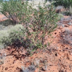 Eremophila latrobei (Crimson Turkey Bush) at Windorah, QLD - 28 Jul 2023 by LyndalT