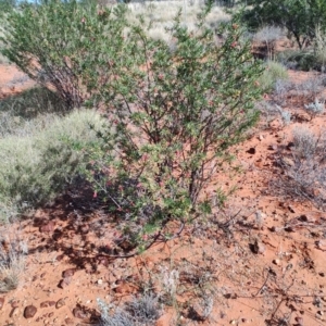 Eremophila latrobei at Windorah, QLD - 28 Jul 2023