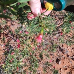 Eremophila latrobei at Windorah, QLD - 28 Jul 2023 11:46 AM