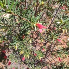 Eremophila latrobei at Windorah, QLD - 28 Jul 2023