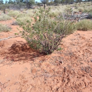 Eremophila latrobei at Windorah, QLD - 28 Jul 2023 11:58 AM