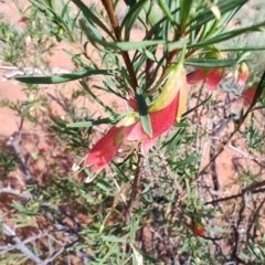 Eremophila latrobei at Windorah, QLD - 28 Jul 2023 11:58 AM