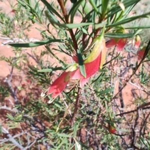 Eremophila latrobei at Windorah, QLD - 28 Jul 2023