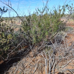 Eremophila latrobei at Windorah, QLD - 28 Jul 2023 11:58 AM