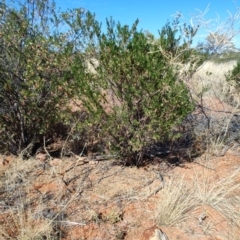 Eremophila latrobei (Crimson Turkey Bush) at Windorah, QLD - 28 Jul 2023 by LyndalT