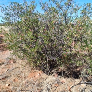 Eremophila latrobei at Windorah, QLD - 28 Jul 2023 12:15 PM