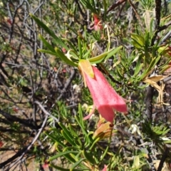 Eremophila latrobei at Windorah, QLD - 28 Jul 2023 12:15 PM