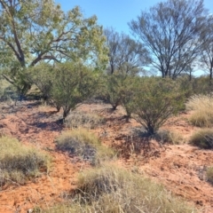 Eremophila latrobei at Windorah, QLD - 28 Jul 2023 12:15 PM