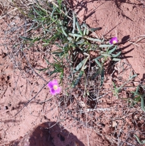 Calandrinia ptychosperma at Windorah, QLD - 28 Jul 2023