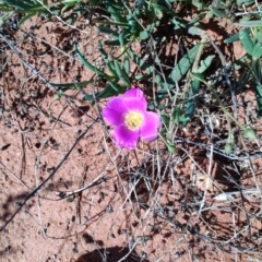 Calandrinia ptychosperma at Windorah, QLD - 28 Jul 2023 12:16 PM