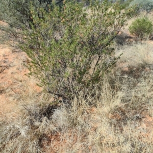 Eremophila latrobei at Windorah, QLD - 28 Jul 2023