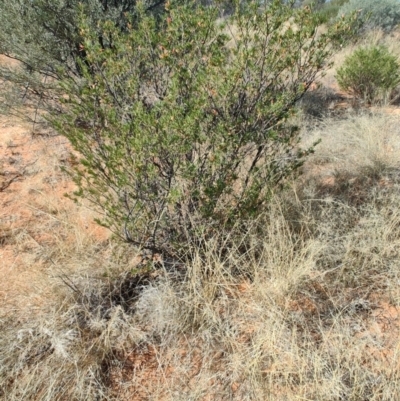 Eremophila latrobei (Crimson Turkey Bush) at Windorah, QLD - 28 Jul 2023 by LyndalT