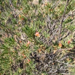 Eremophila latrobei at Windorah, QLD - 28 Jul 2023 02:34 PM