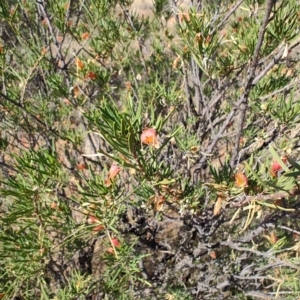 Eremophila latrobei at Windorah, QLD - 28 Jul 2023