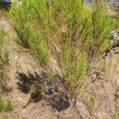 Cassinia sifton (Sifton Bush, Chinese Shrub) at Tuggeranong, ACT - 8 Oct 2023 by LPadg