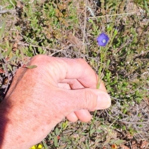 Linum marginale at Tuggeranong, ACT - 9 Oct 2023