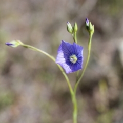 Linum marginale at Tuggeranong, ACT - 9 Oct 2023 09:25 AM