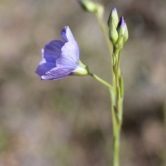 Linum marginale at Tuggeranong, ACT - 9 Oct 2023