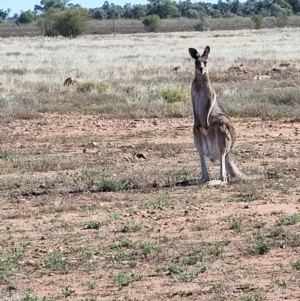 Macropus giganteus at Windorah, QLD - 28 Jul 2023