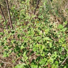 Rubus parvifolius at Tuggeranong, ACT - 9 Oct 2023 10:15 AM