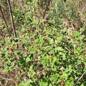 Rubus parvifolius at Tuggeranong, ACT - 9 Oct 2023