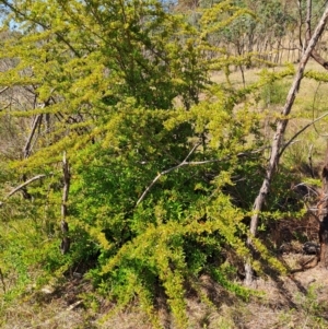 Pyracantha fortuneana at Tuggeranong, ACT - 9 Oct 2023 10:13 AM