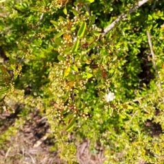 Pyracantha fortuneana at Tuggeranong, ACT - 9 Oct 2023 10:13 AM