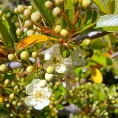 Pyracantha fortuneana at Tuggeranong, ACT - 9 Oct 2023 10:13 AM