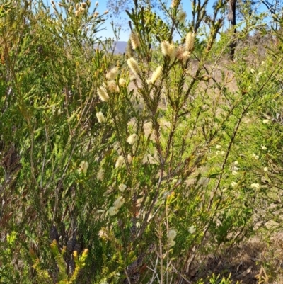 Melaleuca parvistaminea (Small-flowered Honey-myrtle) at Wanniassa Hill - 8 Oct 2023 by LPadg