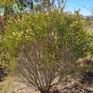 Melaleuca parvistaminea at Tuggeranong, ACT - 9 Oct 2023