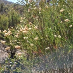 Melaleuca parvistaminea at Tuggeranong, ACT - 9 Oct 2023 10:00 AM