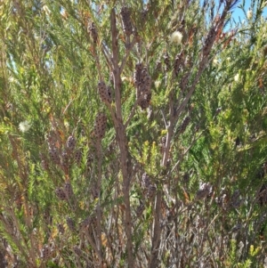 Melaleuca parvistaminea at Tuggeranong, ACT - 9 Oct 2023