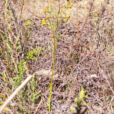Diuris semilunulata (Late Leopard Orchid) at Wanniassa Hill - 8 Oct 2023 by LPadg