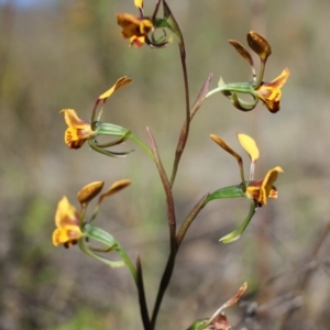 Diuris semilunulata at Tuggeranong, ACT - suppressed