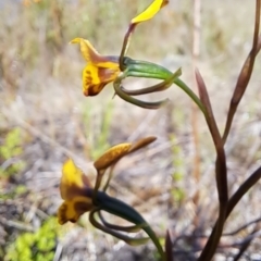 Diuris semilunulata at Tuggeranong, ACT - suppressed