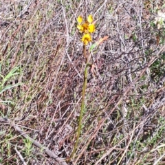 Diuris sp. (A Donkey Orchid) at Tuggeranong, ACT - 8 Oct 2023 by LPadg
