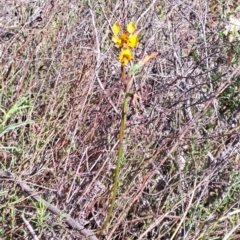 Diuris sp. (A Donkey Orchid) at Wanniassa Hill - 8 Oct 2023 by LPadg